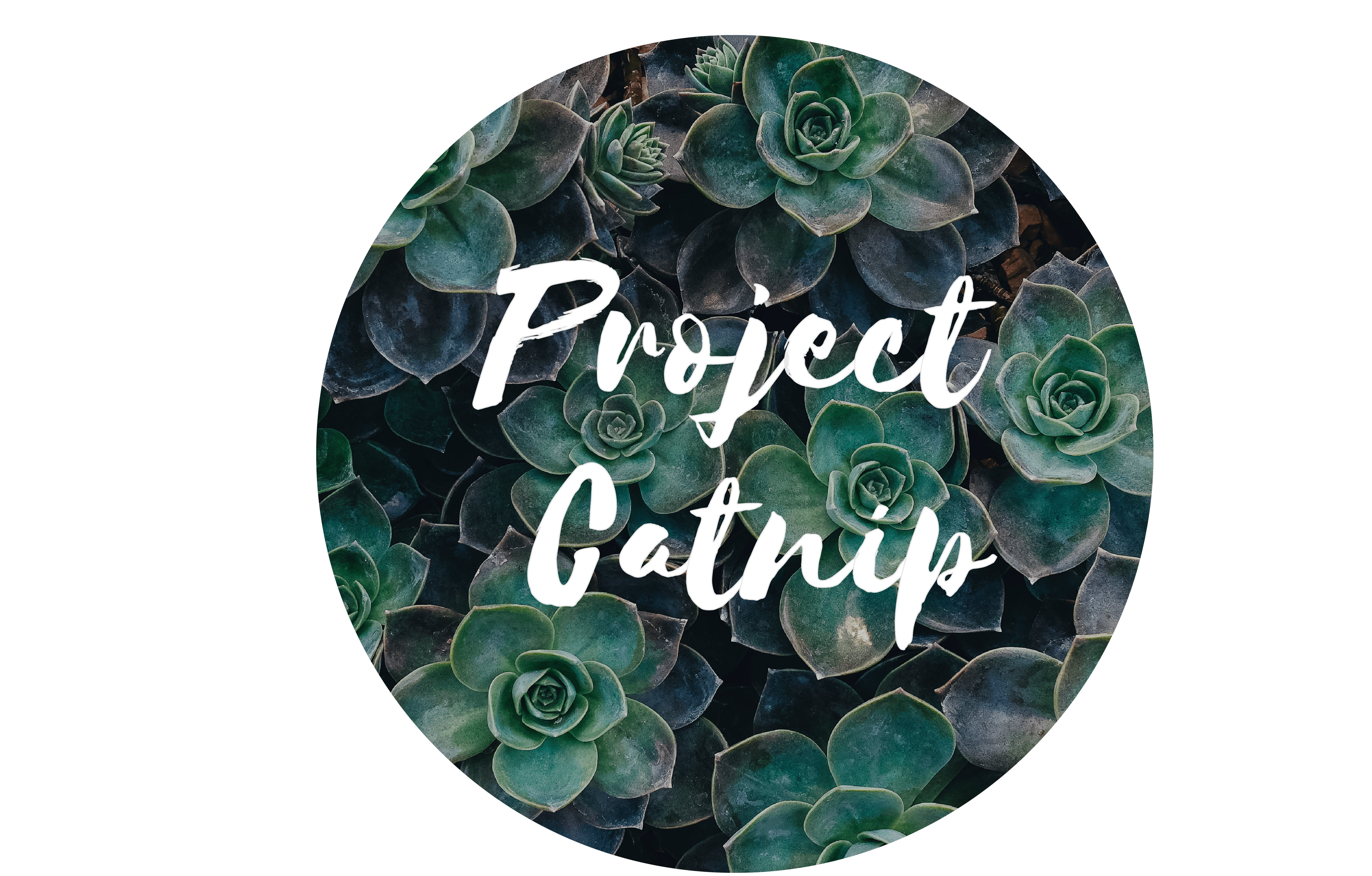 Project Catnip Florist Malaysia Project Catnip Florist Malaysia